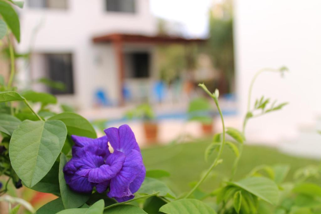 Green Oasis Home Boutique Playa del Carmen Room photo